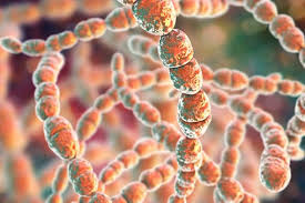 Streptococcus baktérium